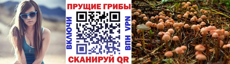 Псилоцибиновые грибы Psilocybine cubensis Октябрьский